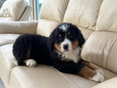 IKC Registered (pending) purebred Bernese Mountain Dog puppies in Tipperary
