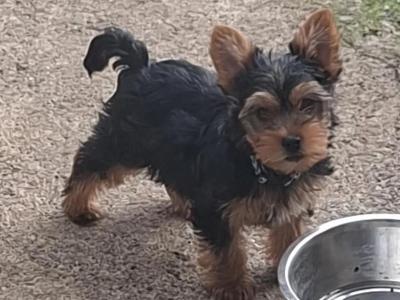 Yorkshire Terrier puppies in County Limerick