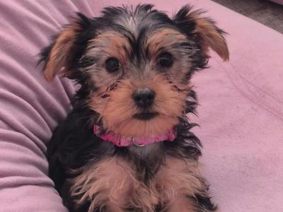 Yorkshire Terrier puppies in County Limerick