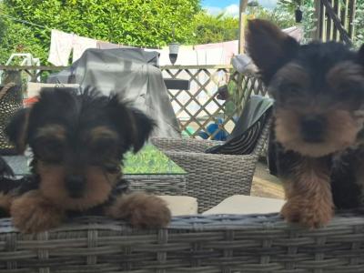 Yorkshire Terrier puppies in County Limerick