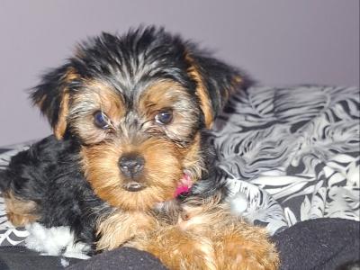 Yorkshire Terrier puppies in County Limerick