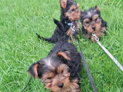 Yorkshire Terrier puppies in County Limerick