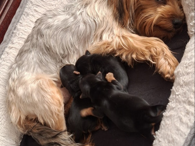 Yorkshire Terrier puppies in County Limerick