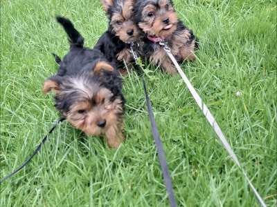 Yorkshire Terrier puppies in County Limerick