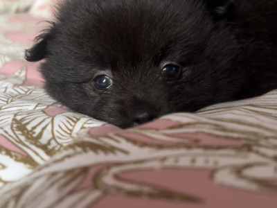 🐾  Adorable Pomeranian puppies in Limerick 🐶