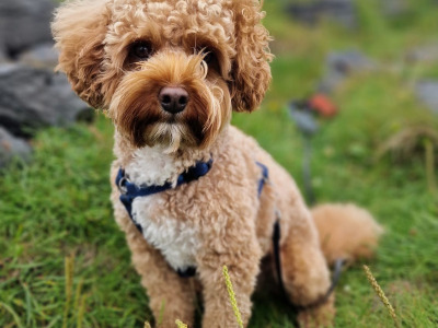 Cava red cavapoo F1b, well proven🐾🐾🐾