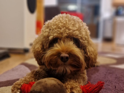 Cava red cavapoo F1b, well proven🐾🐾🐾