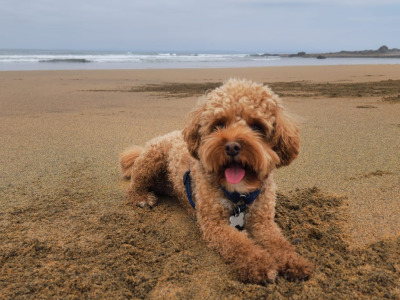 Cava red cavapoo F1b, well proven🐾🐾🐾