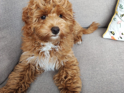 Cava red cavapoo F1b, well proven🐾🐾🐾