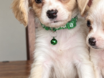Only the Fluffy male puppy left, cutest of the bunch🐶