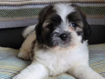 Shih-chon puppies (Shih Tzu x Bichon Frise) in Wexford