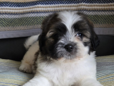 Shih-chon puppies (Shih Tzu x Bichon Frise) in Wexford