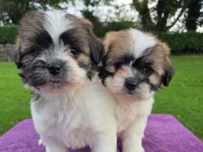 Shih-chon puppies (Shih Tzu x Bichon Frise) in Wexford