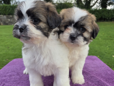 Shih-chon puppies (Shih Tzu x Bichon Frise) in Wexford