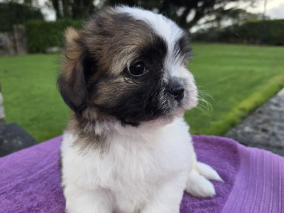 Shih-chon puppies (Shih Tzu x Bichon Frise) in Wexford