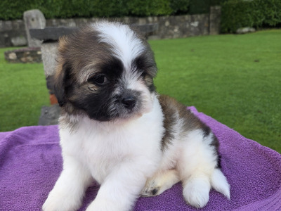 Shih-chon puppies (Shih Tzu x Bichon Frise) in Wexford
