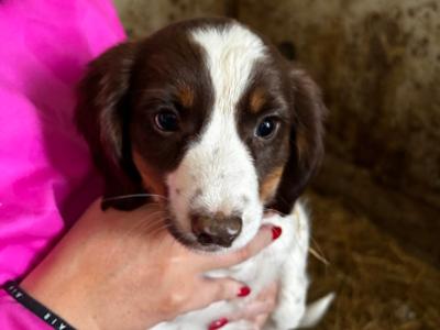 Springer Spaniel puppies in Wexford