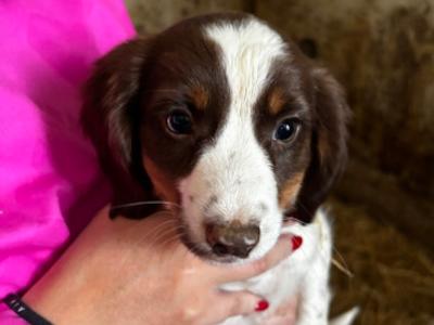 Springer Spaniel puppies in Wexford