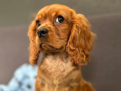 🐶 Male Cavalier King Charles puppy in Wicklow 🐶