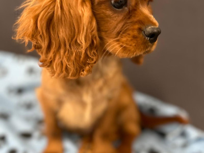 🐶 Male Cavalier King Charles puppy in Wicklow 🐶