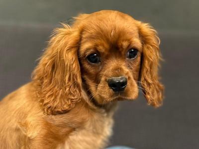 🐶 Male Cavalier King Charles puppy in Wicklow 🐶