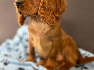 🐶 Male Cavalier King Charles puppy in Wicklow 🐶