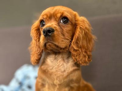 🐶 Male Cavalier King Charles puppy in Wicklow 🐶