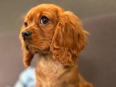 🐶 Male Cavalier King Charles puppy in Wicklow 🐶