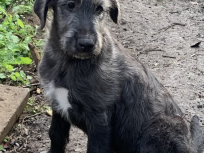 Irish Wolfadoodle F1b Reverse puppies in Tipperary