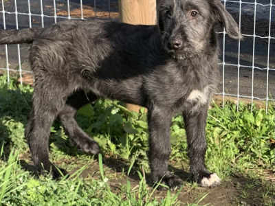Irish Wolfadoodle F1b Reverse puppies in Tipperary