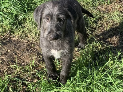 Irish Wolfadoodle F1b Reverse puppies in Tipperary