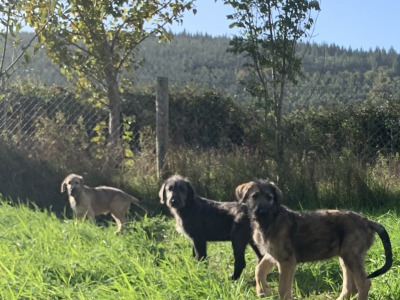Irish Wolfadoodle F1b Reverse puppies in Tipperary