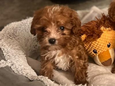 Cavapoo puppies for sale in West Limerick Area