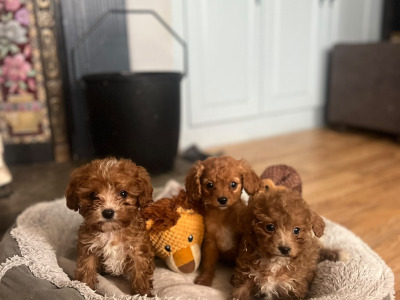 Cavapoo puppies for sale in West Limerick Area