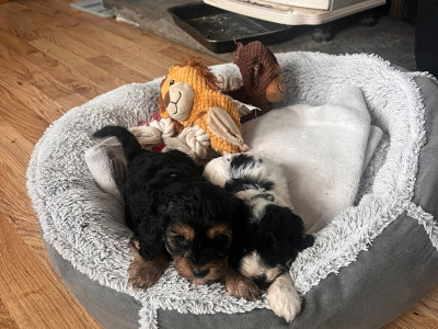 Cavapoo puppies for sale in West Limerick Area