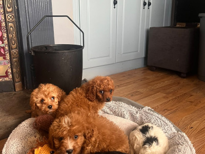 Cavapoo puppies for sale in West Limerick Area