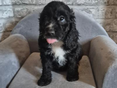 Adorable Cockapoo puppies in Roscommon