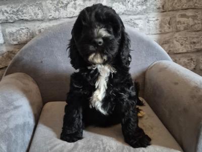 Adorable Cockapoo puppies in Roscommon