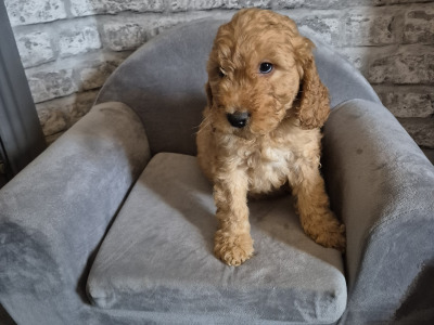 Adorable Cockapoo puppies in Roscommon