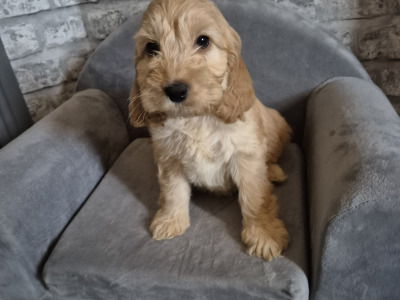 Adorable Cockapoo puppies in Roscommon