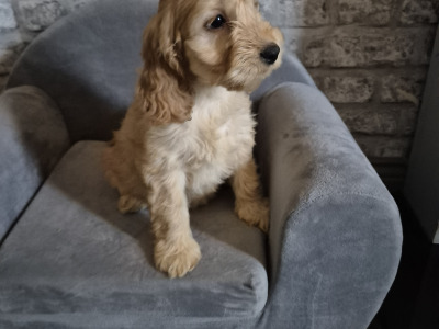 Adorable Cockapoo puppies in Roscommon