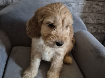 Adorable Cockapoo puppies in Roscommon