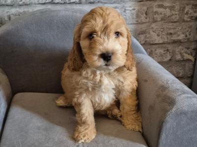 Adorable Cockapoo puppies in Roscommon