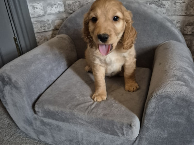 Adorable Cockapoo puppies in Roscommon