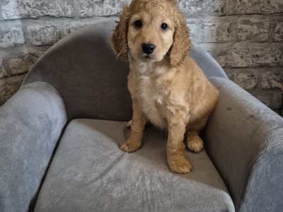Adorable Cockapoo puppies in Roscommon