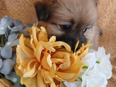 🐾  Adorable Pomeranian puppies in Limerick 🐶