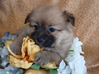 🐾  Adorable Pomeranian puppies in Limerick 🐶