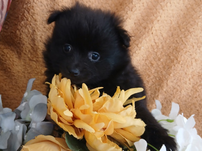 🐾  Adorable Pomeranian puppies in Limerick 🐶