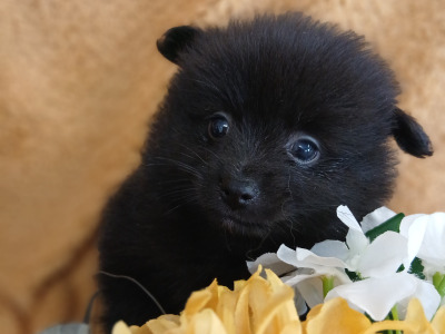 🐾  Adorable Pomeranian puppies in Limerick 🐶