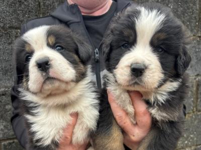 Saint Bernese puppies (St Bernard x Bernese Mountain Dog) in Louth